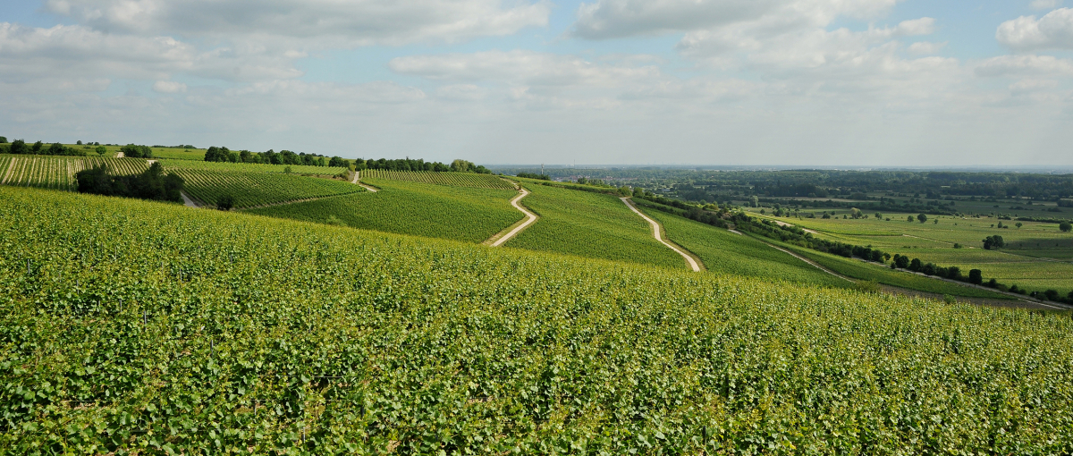 Weingut Kissinger